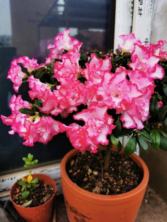 适合家里养的喜欢阳光的花，7种喜阴花