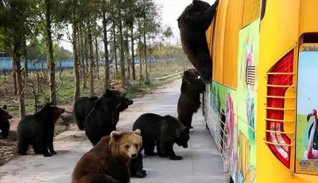 上海野生动物园熊吃人，我们为什么要救黑熊