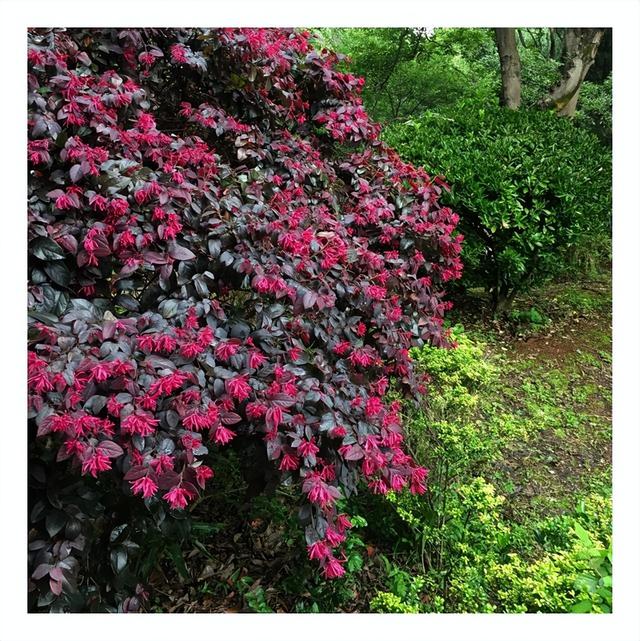 花卉图片及名称大全，常见绿植花卉及名称大全（100种常见花图鉴）