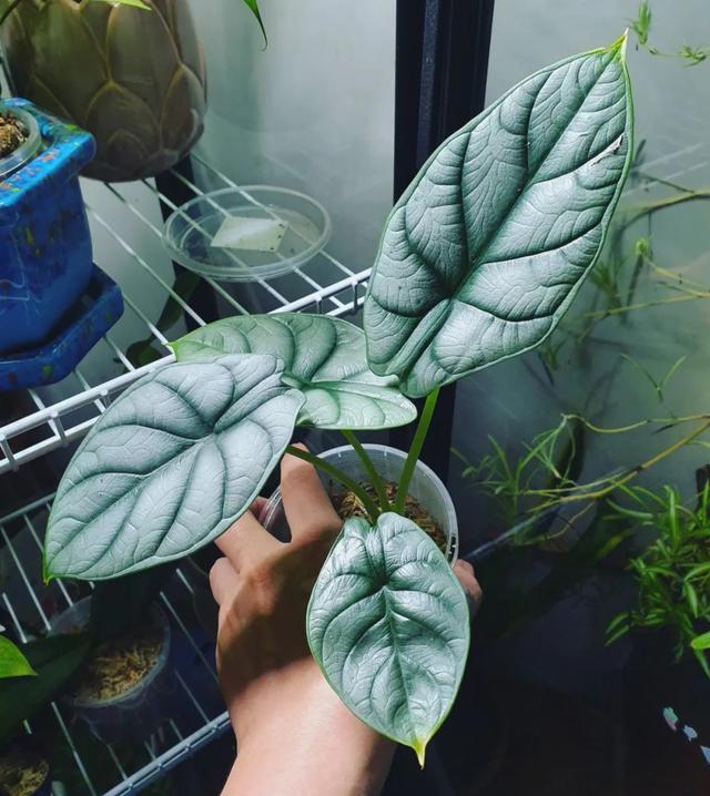 各种盆栽花的养殖方法，很值得养一盆的6种室内盆栽