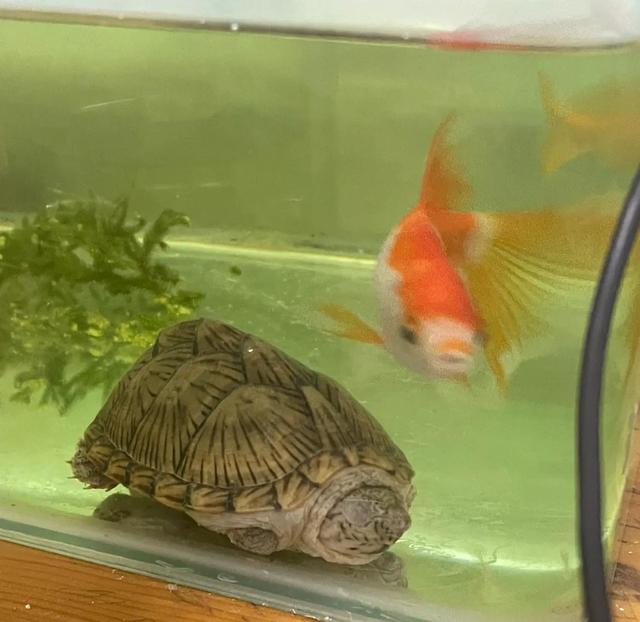 越养越好看的蛋龟，“三大巨蛋”之一的墨西哥巨蛋龟