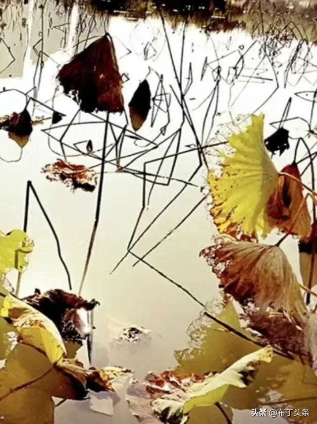 荷花诗词诗句，咏荷花诗词十四首