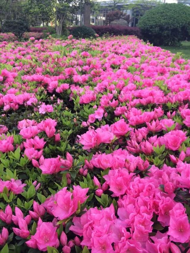 杜鹃花的花语是什么意思呢，杜鹃花要开了......