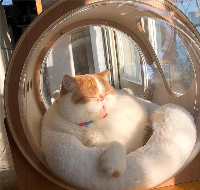据说这9个品种的猫咪寿命最长，据说这9个品种的猫咪寿命最长