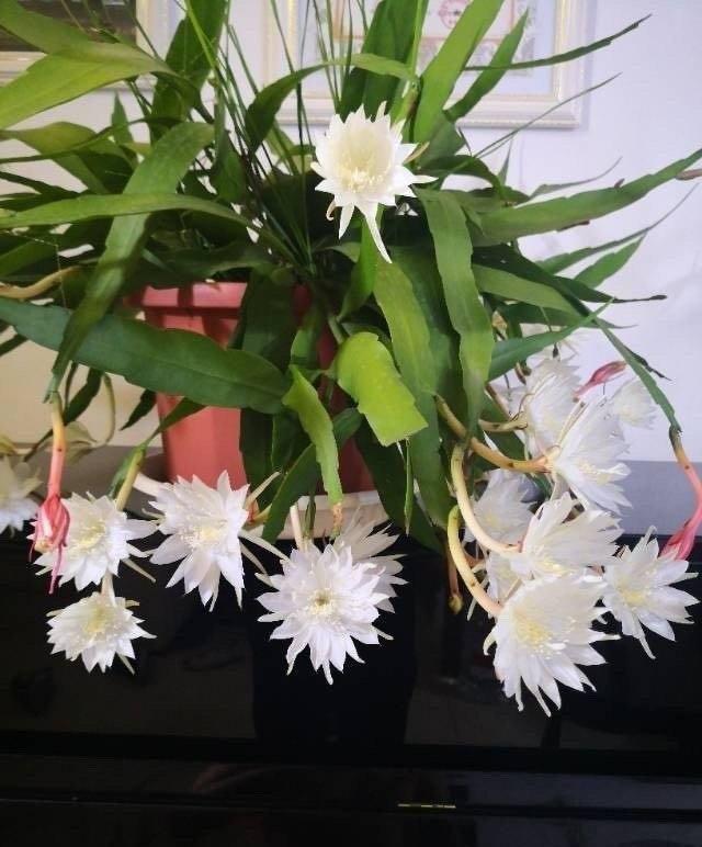 适合家里养的喜欢阳光的花，7种喜阴花