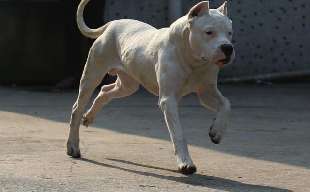 地表最凶猛的十大名犬，世上最凶猛的十大恶犬