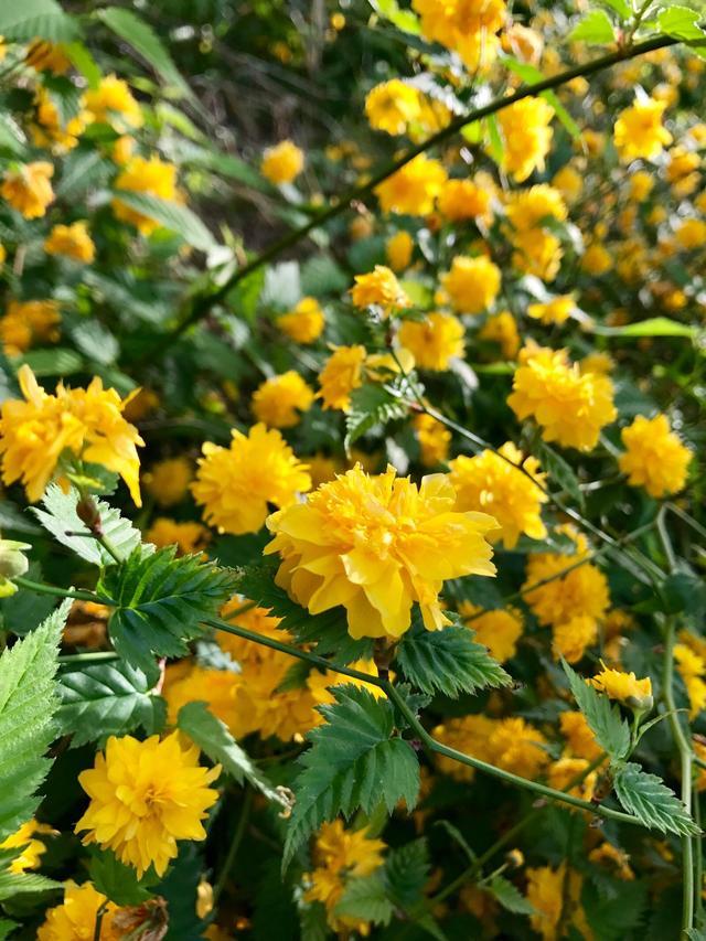 花卉图片及名称大全，常见绿植花卉及名称大全（100种常见花图鉴）