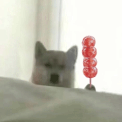 可爱小狗表情包，可爱表情包大全狗子