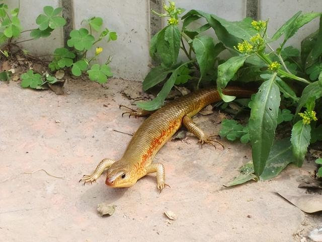 农村蛇最怕什么动物，蛇皮碰到鹅屎后就会腐烂