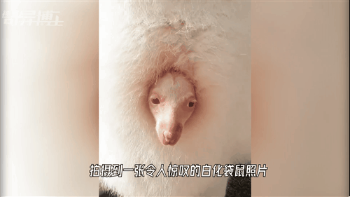 十种极为罕见的白化动物，20只罕见的白化动物