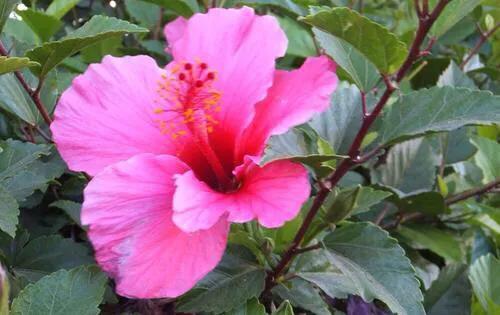 日出扶桑一丈高，朝观流水一声叹暮看高山千树摇