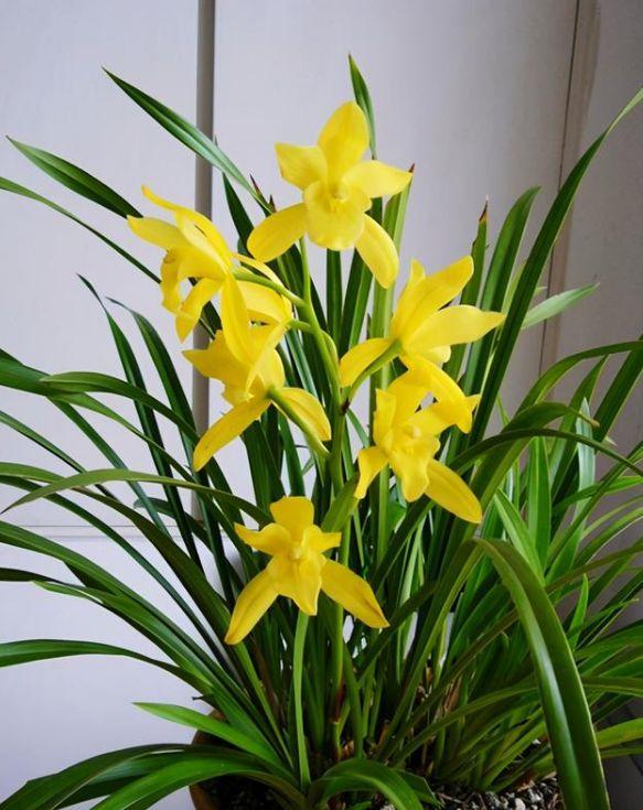 春节花卉品种大全大图，春节遇花期，五彩斑斓过新年