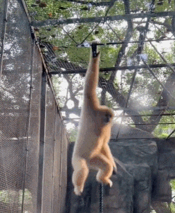 南宁市动物园浣熊介绍，带你去南宁动物园看