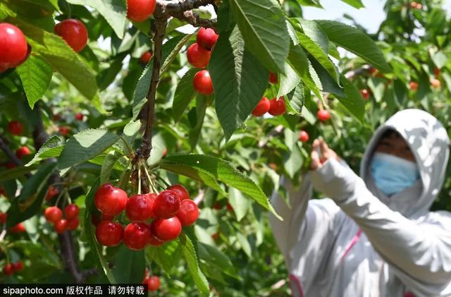 推荐10个樱桃采摘的好去处，市中区采摘园合集