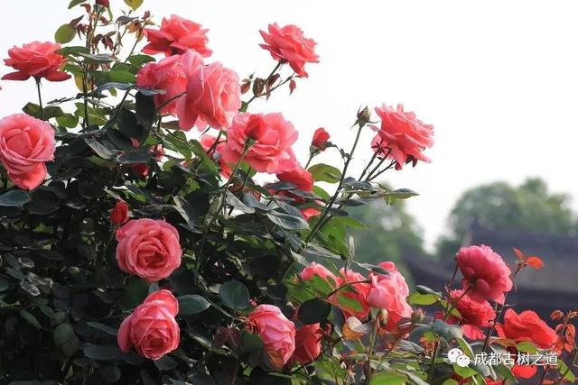 月季移栽最佳时间，月季几月份移栽最好（换一盆爆一盆）