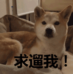 遛狗的注意事项，遛狗讲究多错误遛狗方式
