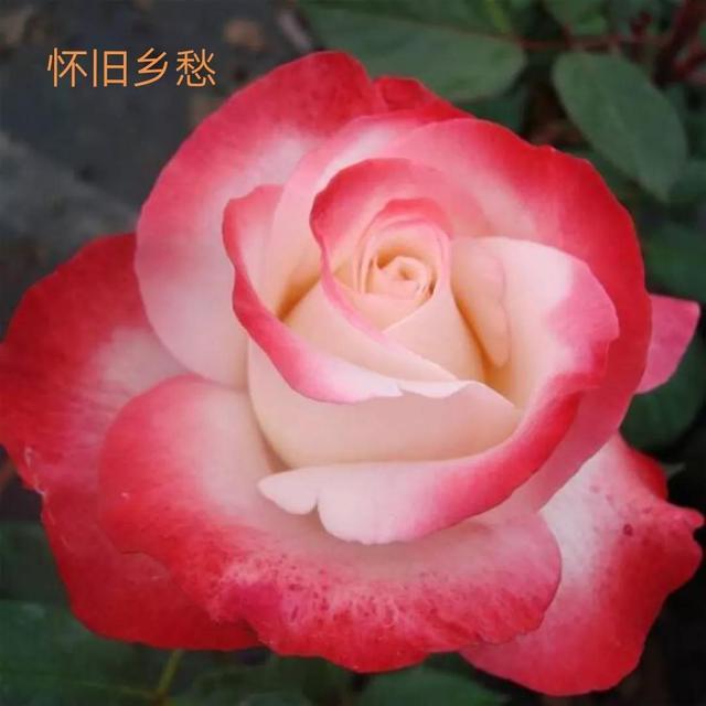 切花月季哪几个品种比较好，常见切花月季一览