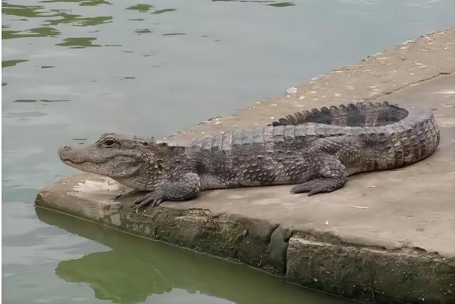 湖里的水怪真的很吓人，清末北京陶然亭惊现水怪