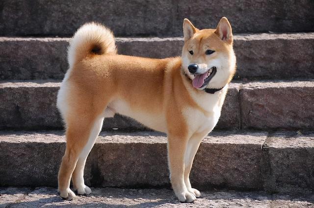 如何把土狗饲养得更好，土狗怎么饲养才好养