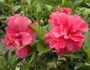 日出扶桑一丈高，朝观流水一声叹暮看高山千树摇