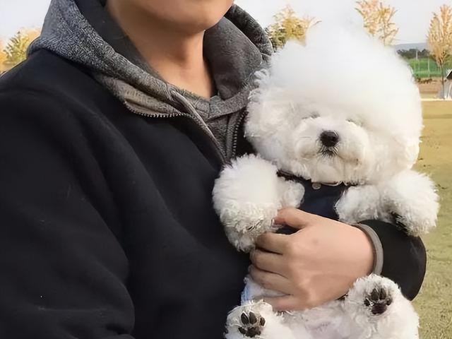 比熊犬的五个不足之处，比熊犬有这些特征