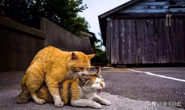 猫咪进化成猫颈鹿，雄性动物有多拼