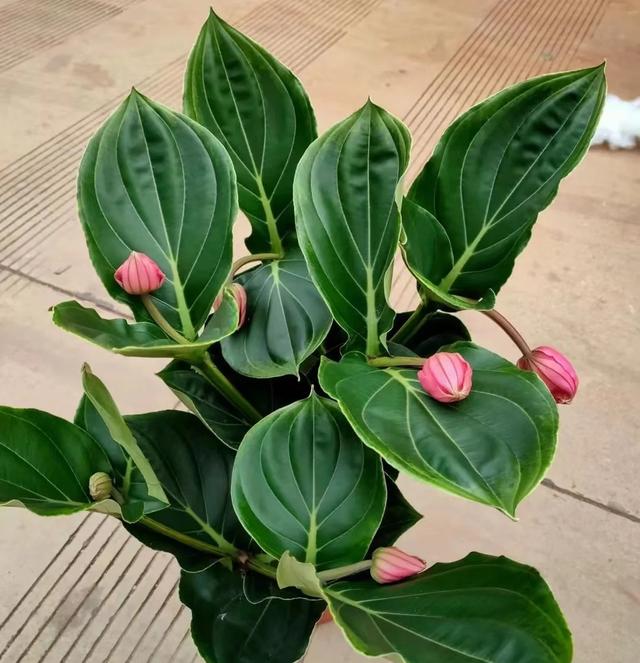 花期长的网红植物，年年是“开花机器”