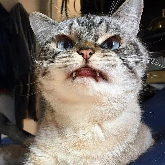 猫咪讨厌你的表现，若猫咪对你有这几种表现（如何判断猫咪对你的态度）