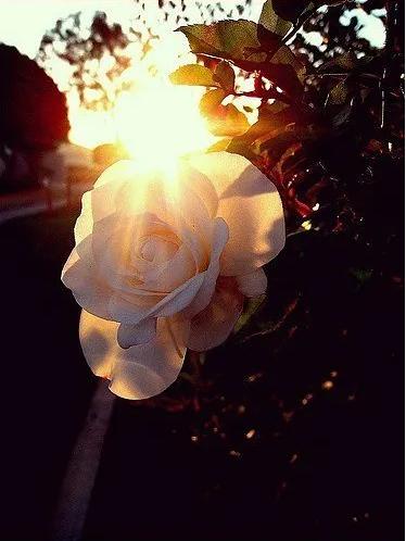 生活需要一点甜，生活需要一点甜的句子（6种让苦闷生活甜起来的方法）