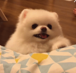 博美犬有哪些常见的病症，博美天生易患这5种疾病