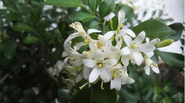 春有百花盘点常见的67种，百花名称图（清明踏青常见花种你认识多少）