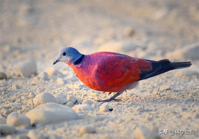 野生斑鸠有多少种，但为何很少会看到斑鸠巢穴