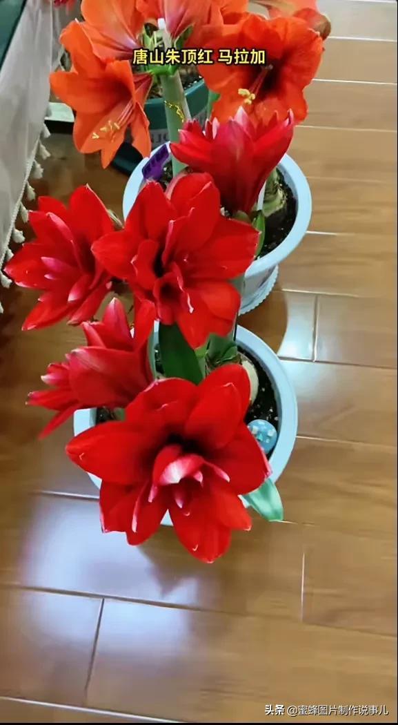 一束鲜花一份温馨一种愉悦，一束鲜花一个春天