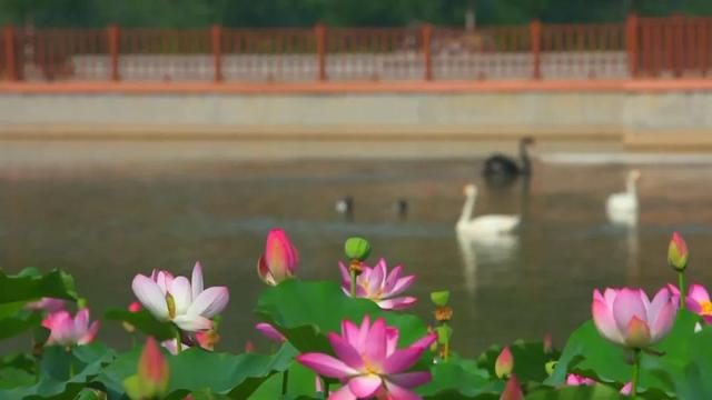 河北省沧州市十大旅游景点排名，沧州的十大景点