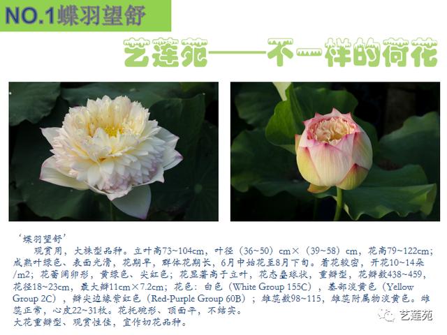 名贵荷花十大品种，最大的荷花品种排行榜