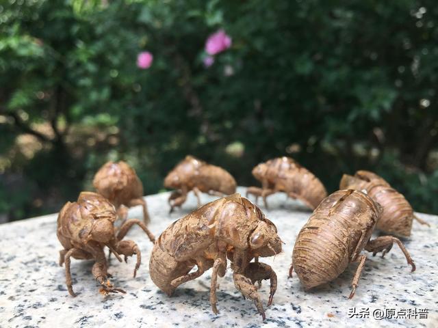 盘点童年玩过的十种昆虫，童年玩过的10种昆虫