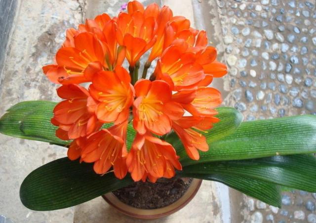 室内可以养的十大吉祥花，5种吉祥花