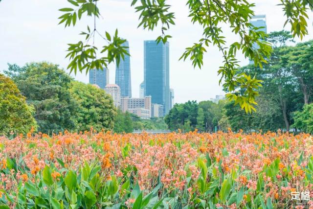 附近看花的地方，深圳最适合去赏花的地方（2023西安及周边赏樱花的地点大全）