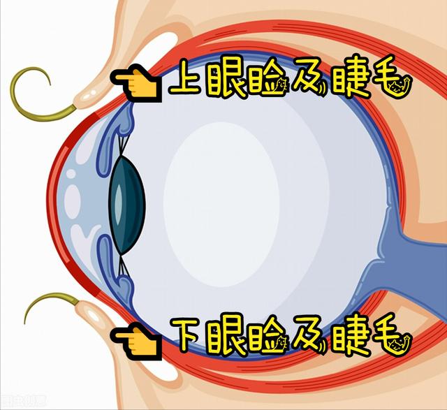 眼睑的位置图片，从上眼睑可以看出身体病症吗