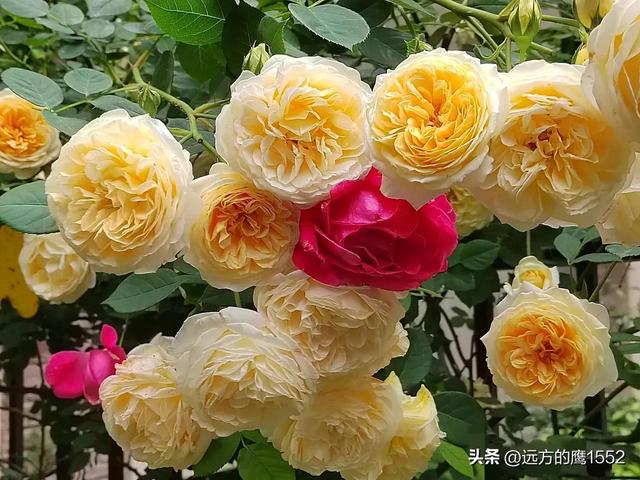 玛格丽特王妃月季，玛格丽特王妃花苞（最值得养的“月季”）