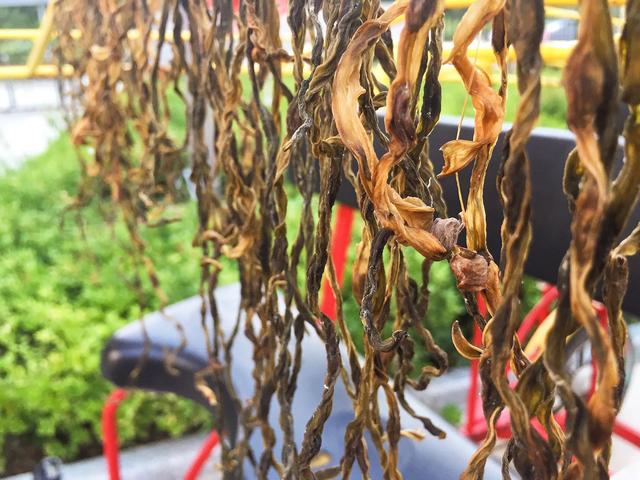 干菜怎么做好吃，农村晒干的菜怎样炒才好吃