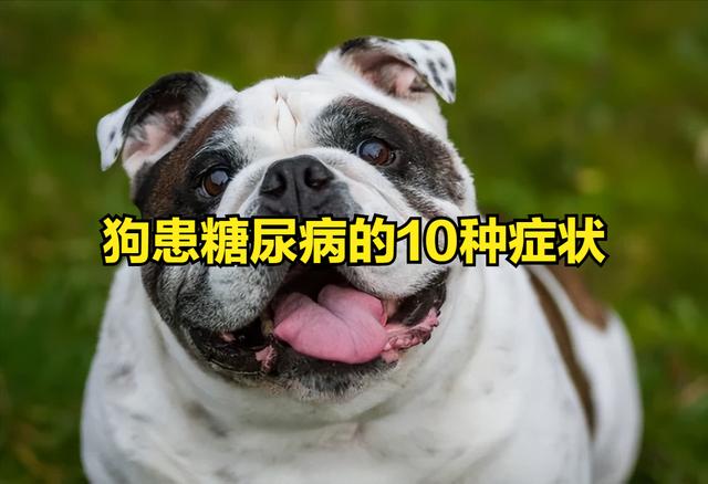 比熊糖尿病吃什么(比熊犬能吃糖吗?)
