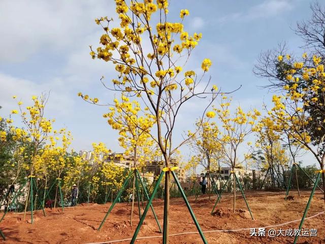 江南公园黄花风铃木陆续绽放，品悟江南 ， 醉看江南风铃美