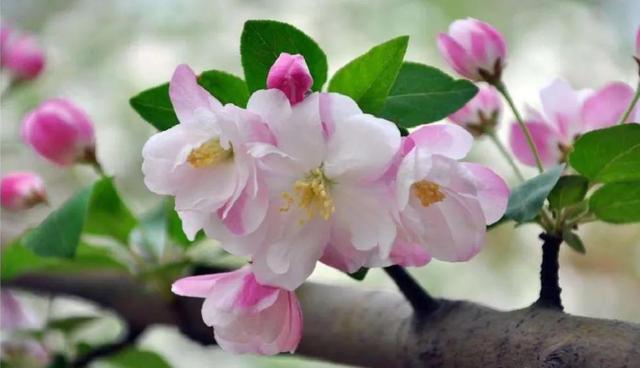 清朝妃子的等级和封号，清朝宫女等级和封号