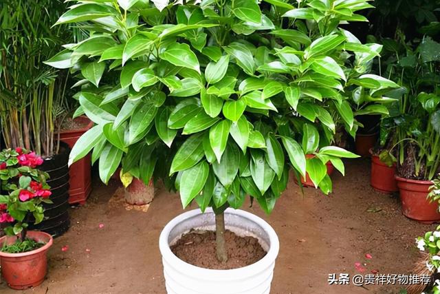 旺财发财树，八种植物招财又旺宅