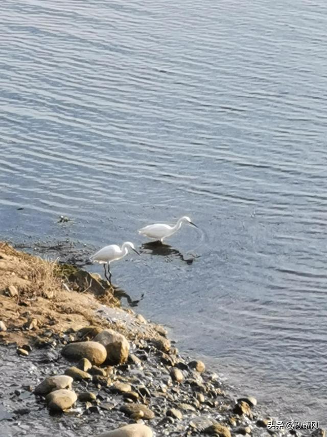 春天芦苇花的样子，秋天的芦苇花