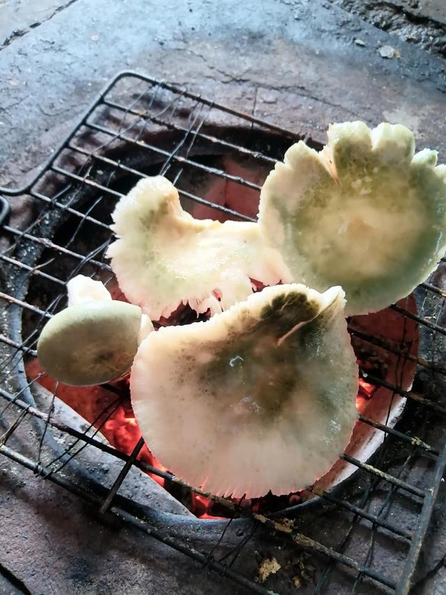 云南鸡枞菌的最佳吃法，青伞伞白杆杆云南青头菌的众多吃法