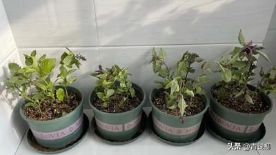 西餐罗勒酱的做法，意大利罗勒青酱