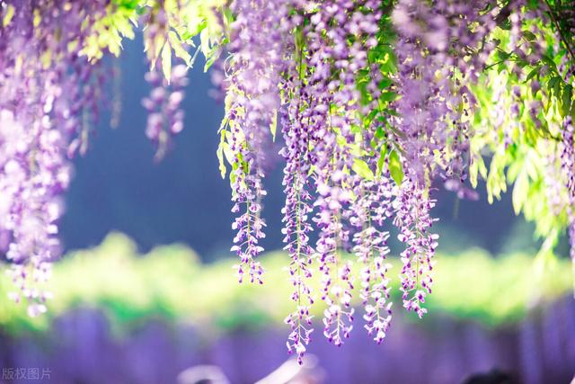 紫藤花的寓意是什么，林疑彩凤来。流霞绛紫虹叠瀑