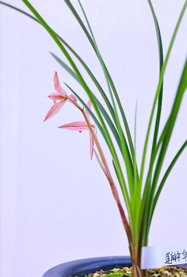 莲瓣，莲瓣兰珍荷